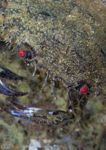 Velvet swimming crab. Menai straits. D3, 105mm. by Derek Haslam 